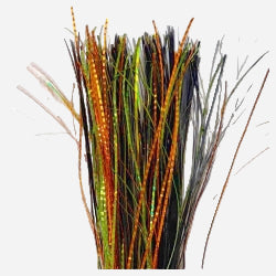 Lac Seul Tiger Fishscale (LL3-041)